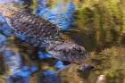 American alligator. Merritt Island National Wildlife Refuge, Florida Art Print